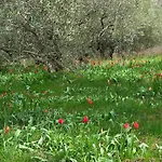 Casa Doris Montecarotto, Le Marche - Lage, Glasfaser Wifi, Neu Renoviert * Montecarotto