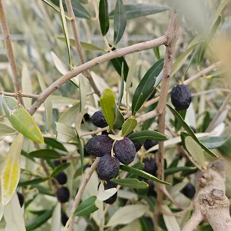 Casa Doris Montecarotto, Le Marche - Lage, Glasfaser Wifi, Neu Renoviert شقة *